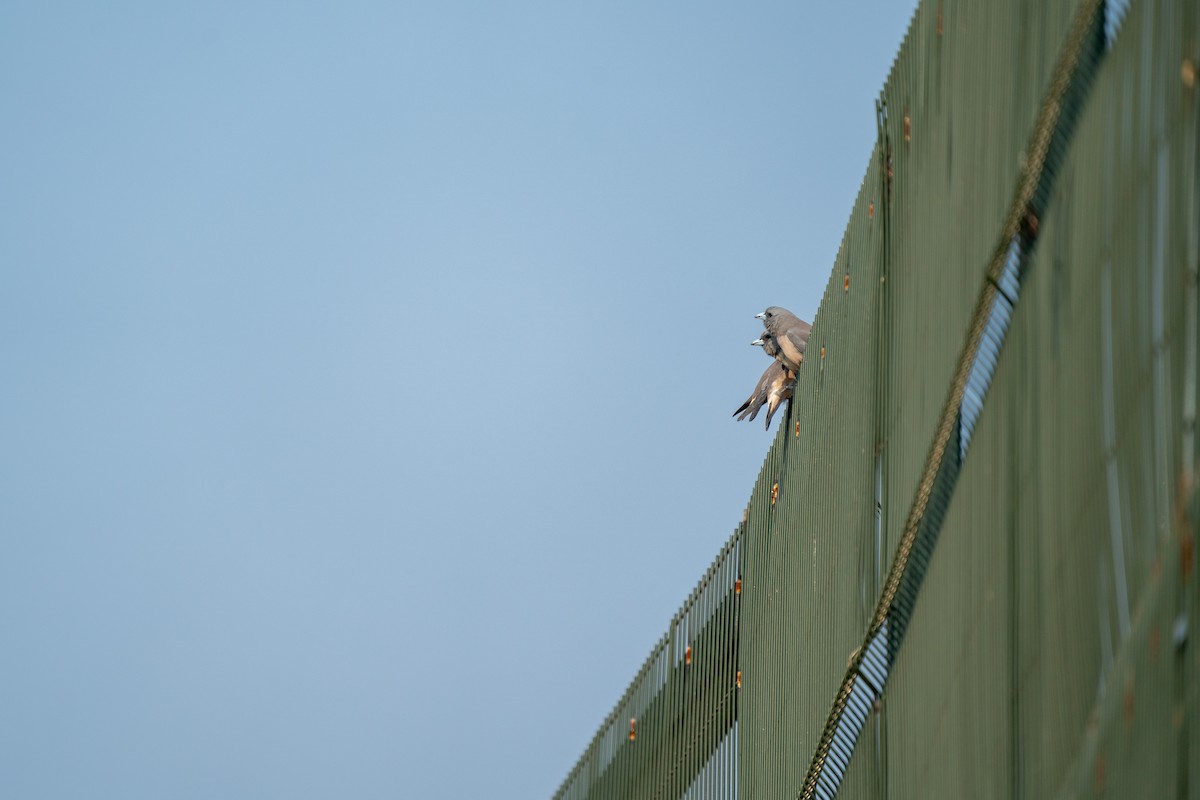 Ashy Woodswallow - ML610685691