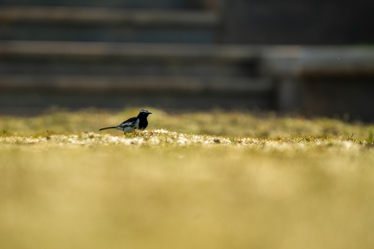 White-browed Wagtail - ML610685703