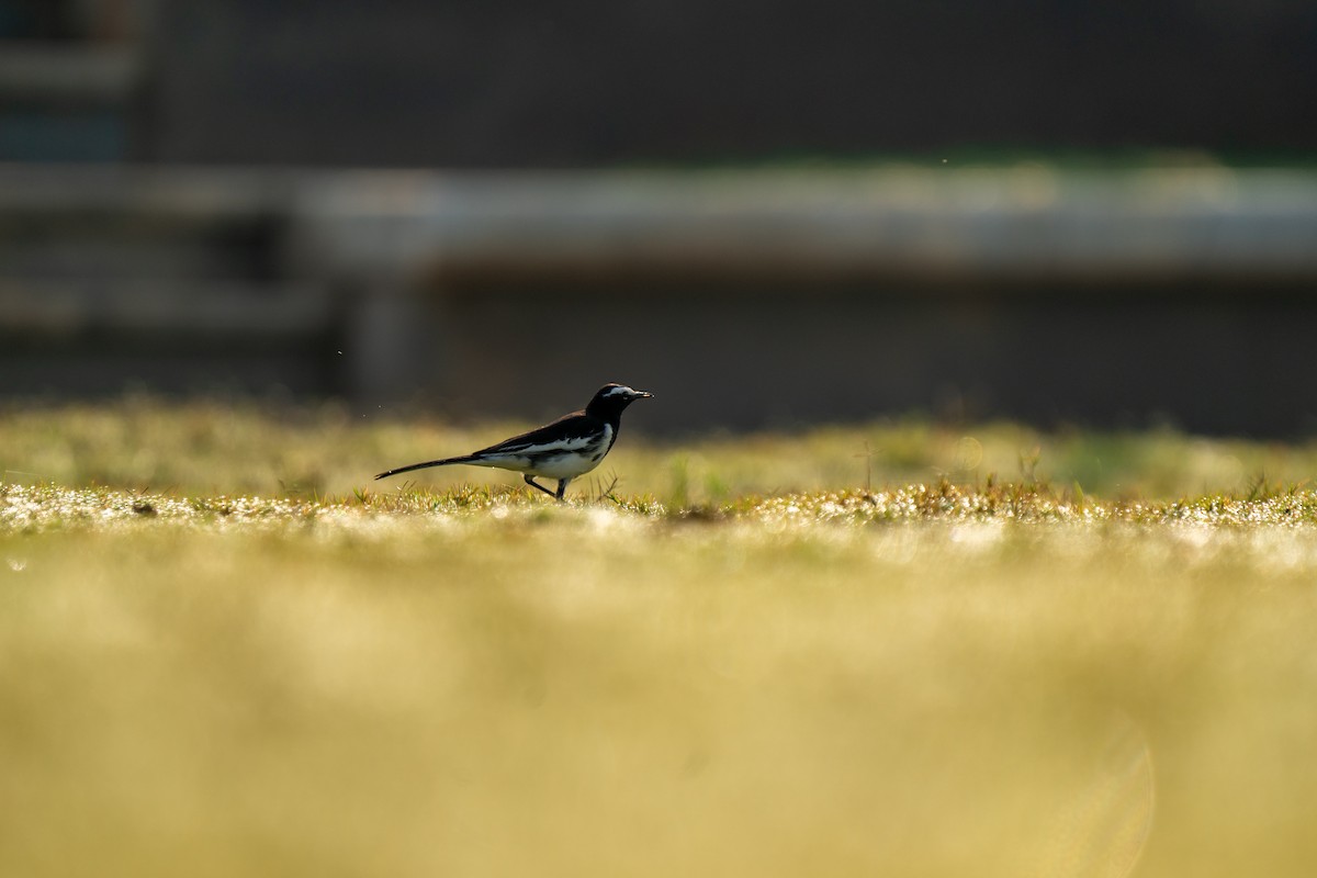 White-browed Wagtail - ML610685705