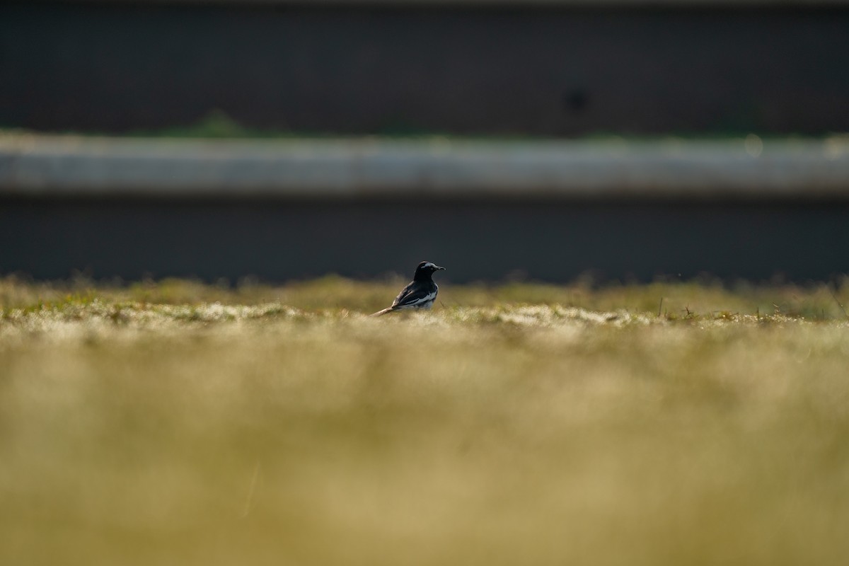 White-browed Wagtail - ML610685706