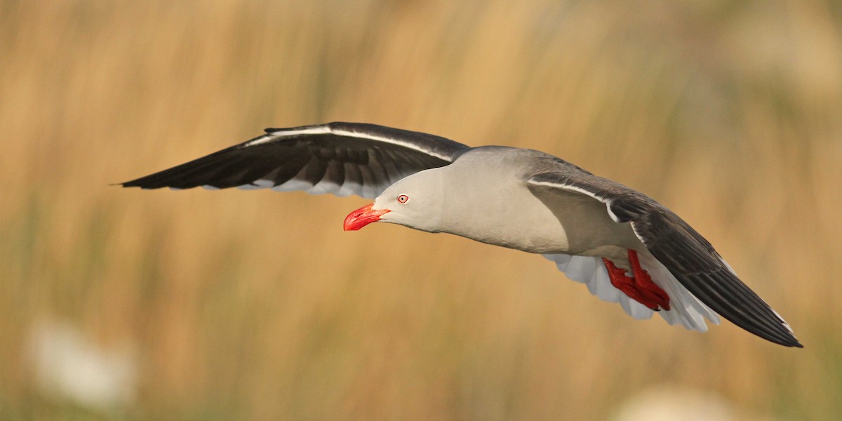 Dolphin Gull - ML61068571