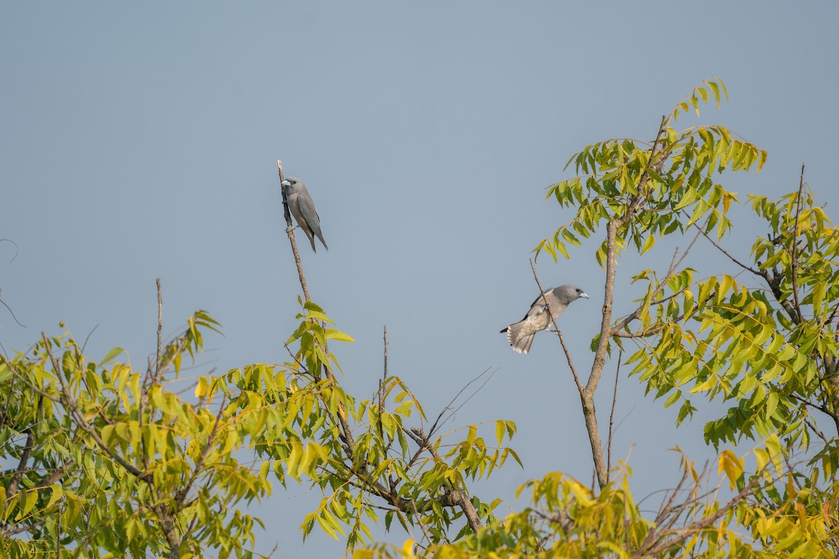 Ashy Woodswallow - ML610685711