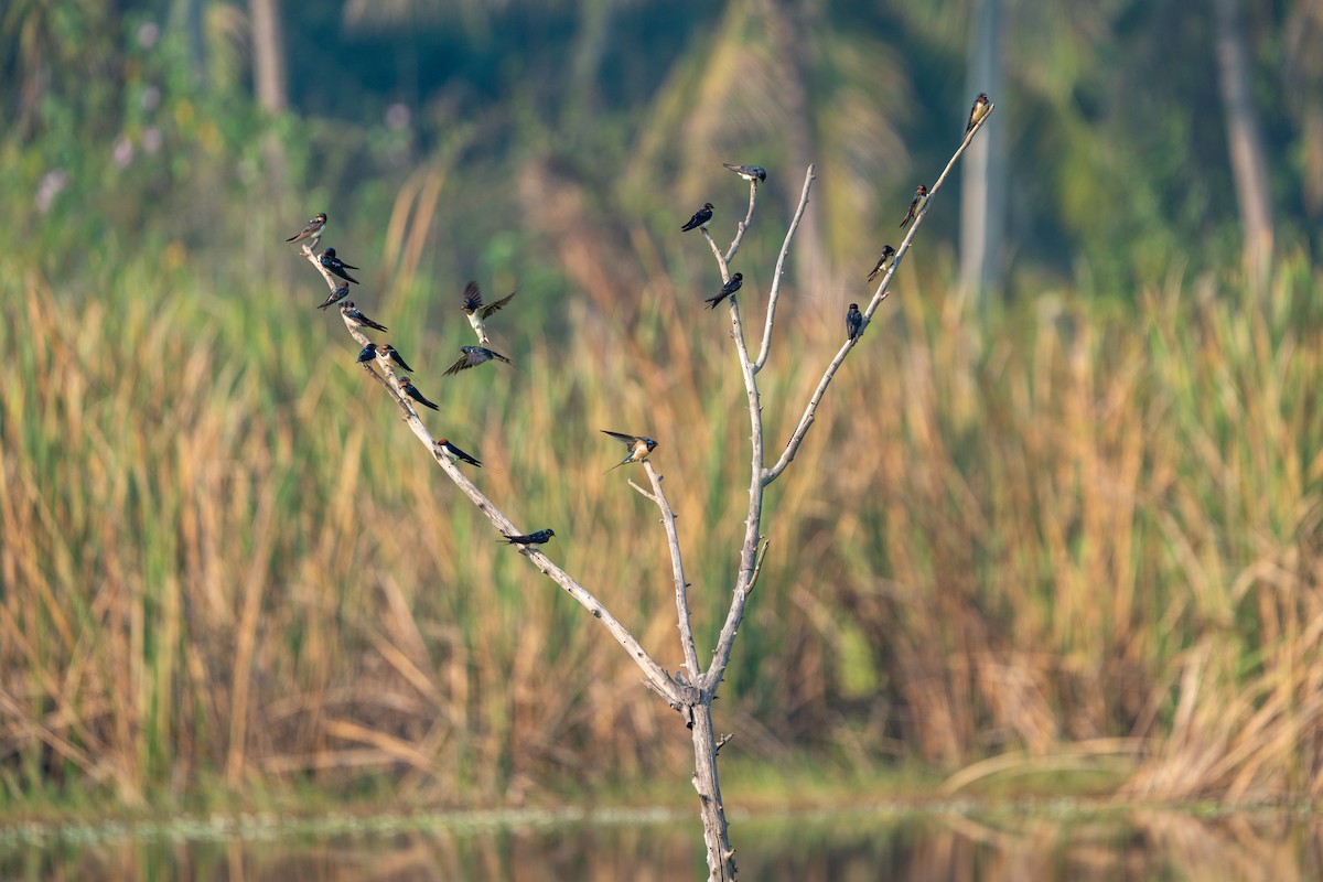 Barn Swallow - ML610685716