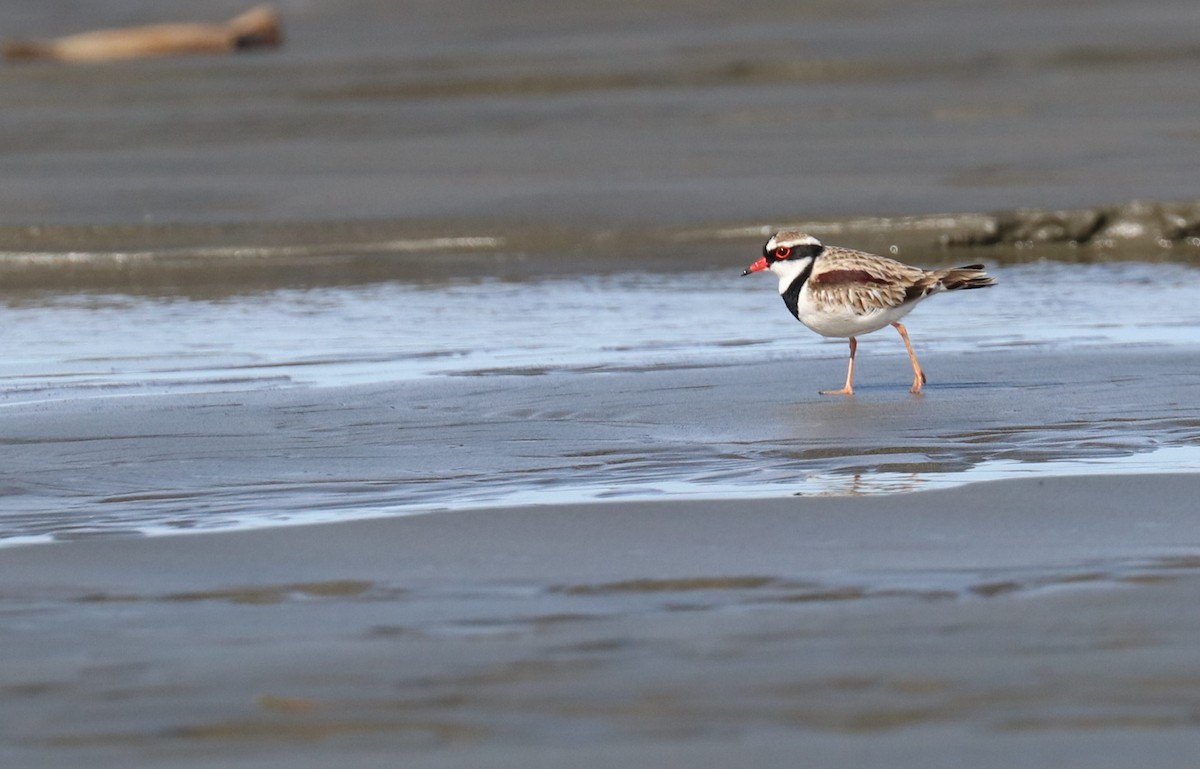 Black-fronted Dotterel - John Bryant