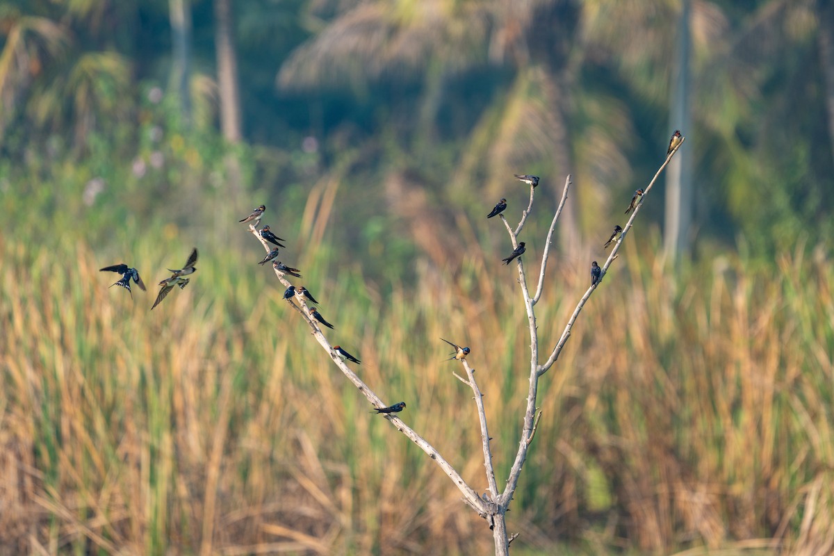 Wire-tailed Swallow - Rama Aadhithan