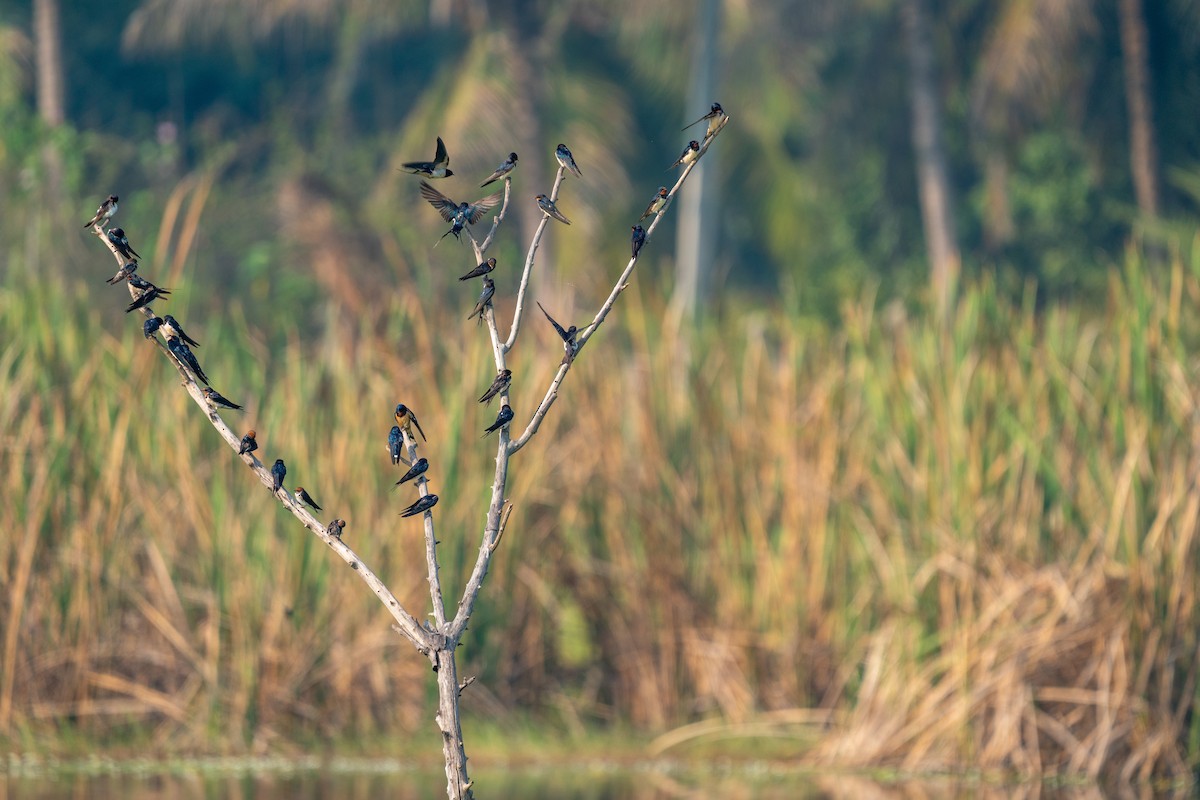 Wire-tailed Swallow - ML610685727