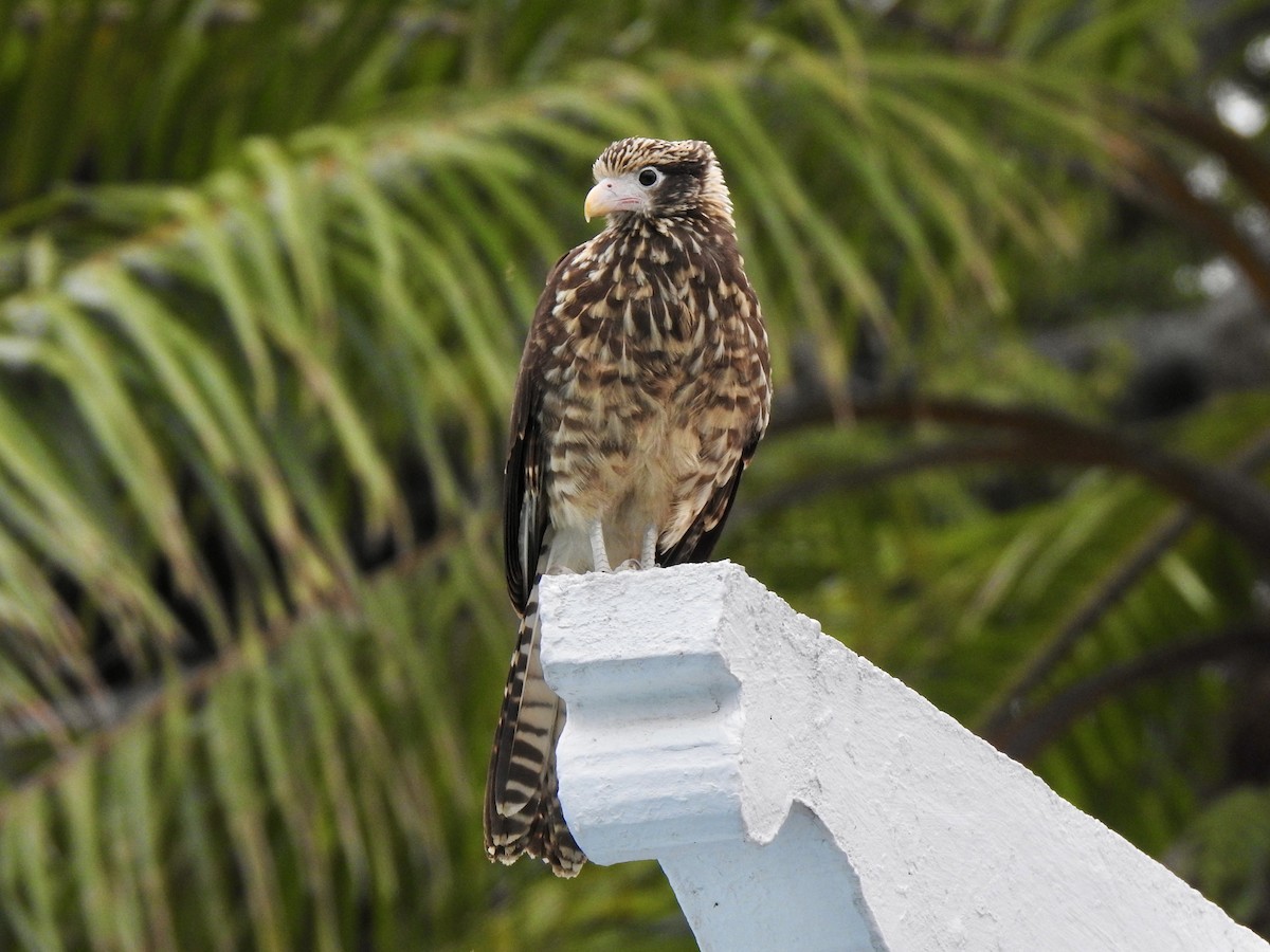 Caracara à tête jaune - ML610685772