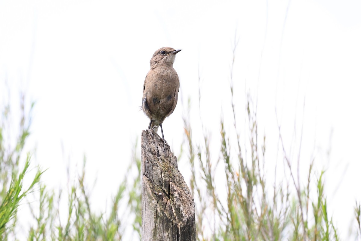 Moorland Chat (Abyssinian) - ML610685778