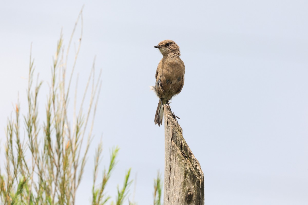 Moorland Chat (Abyssinian) - Jian-Long(建龍) WU(吳)