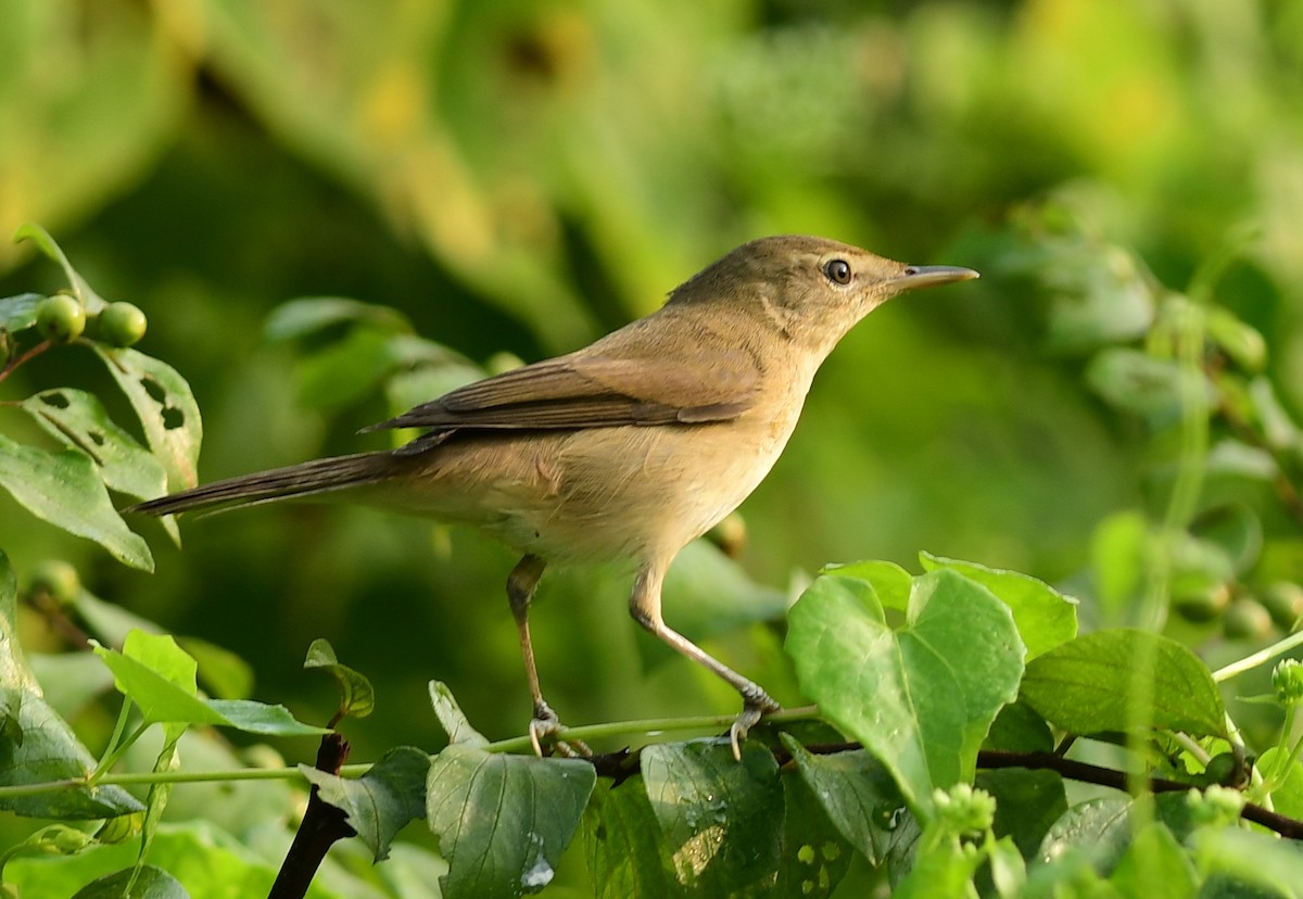Blyth's Reed Warbler - ML610685781