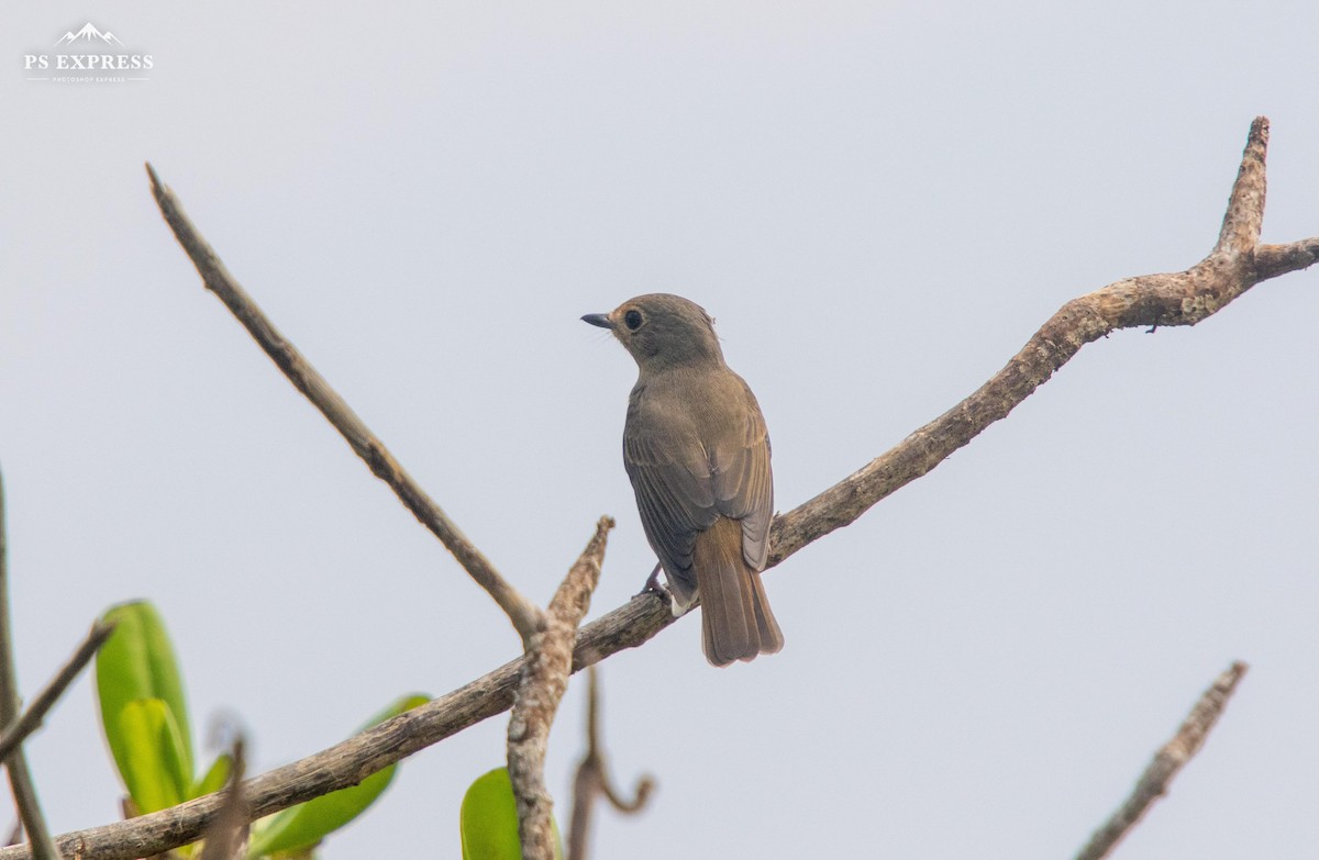 Blue-throated Flycatcher (Notch-throated) - ML610685801