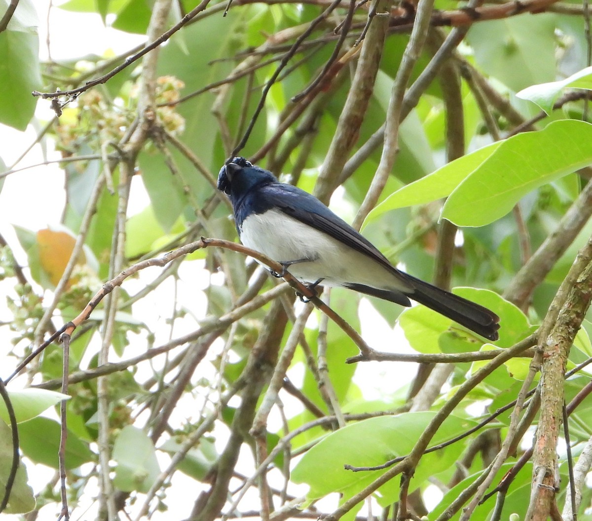 Satin Flycatcher - ML610685852
