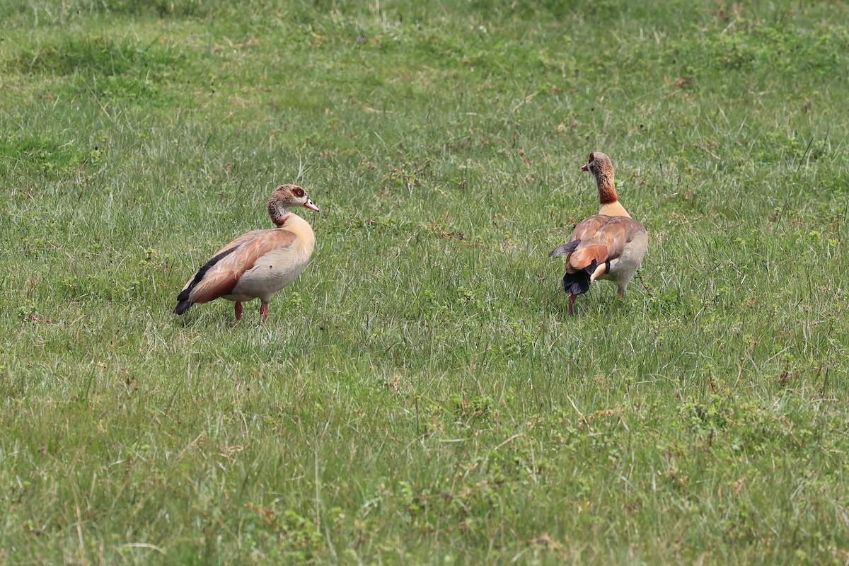 Egyptian Goose - ML610685861