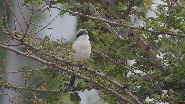 Bay-backed Shrike - ML610685952