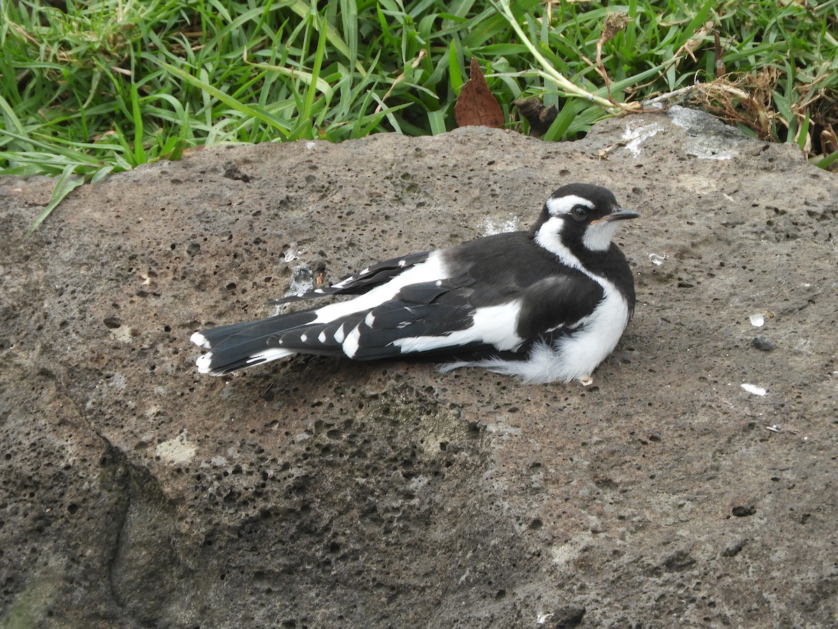 Magpie-lark - ML610685987