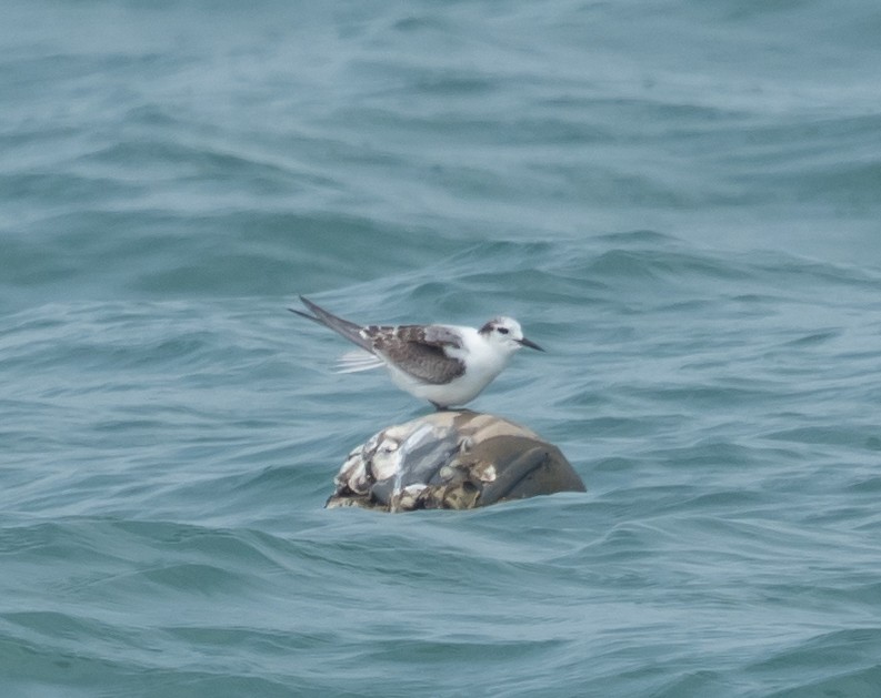 Whiskered Tern - ML610686010