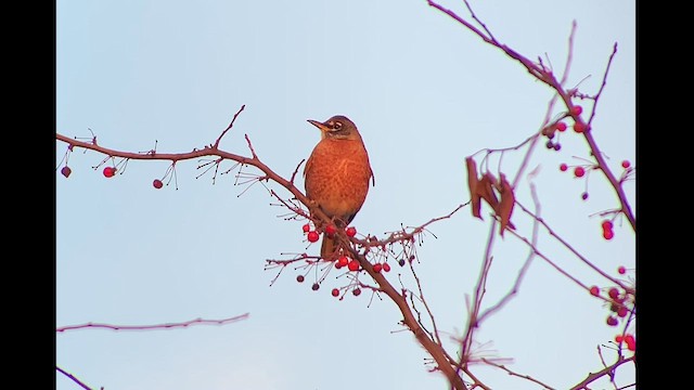 American Robin - ML610686082