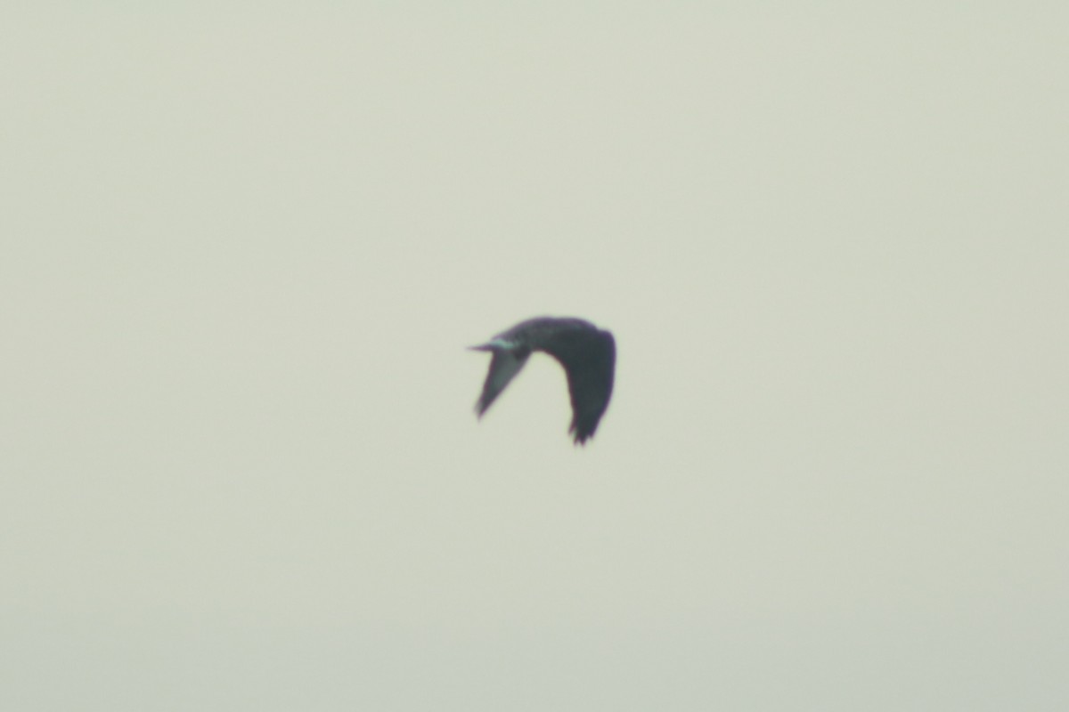 Rough-legged Hawk - Jesse Pline