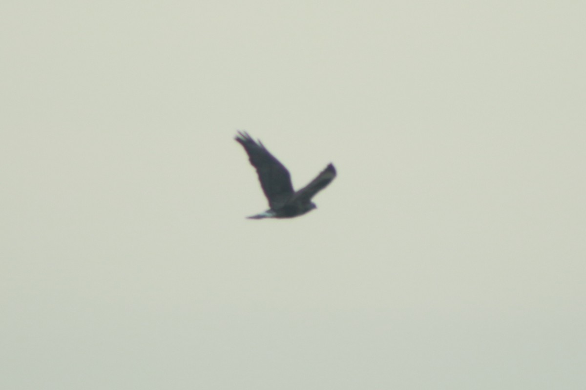 Rough-legged Hawk - ML610686212