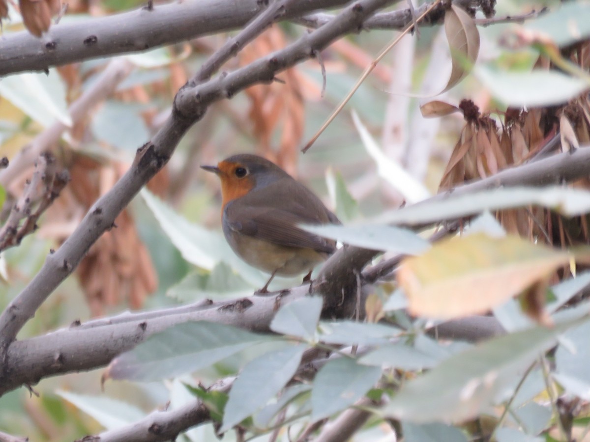 European Robin - ML610686250