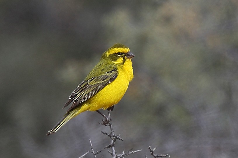 Yellow Canary - ML610686284