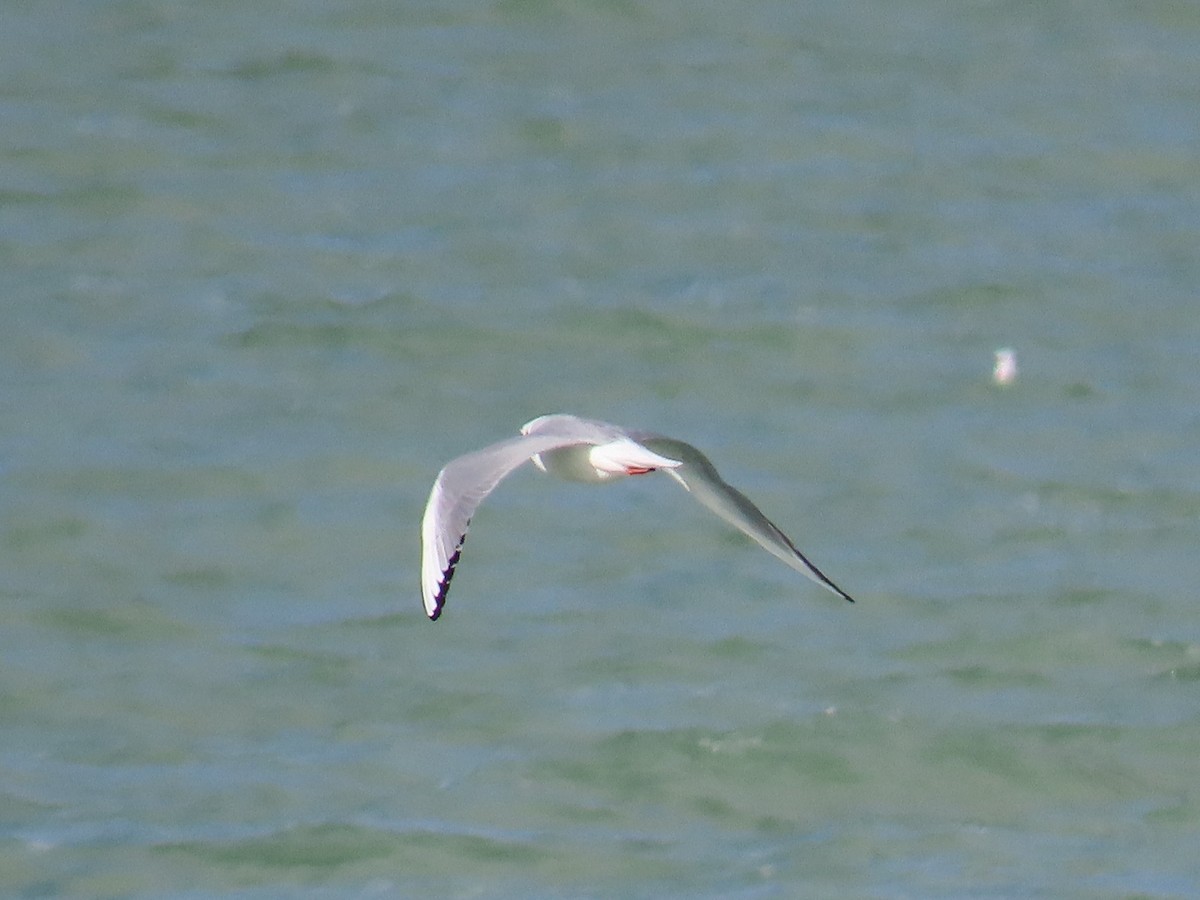 Bonaparte's Gull - Bob Hargis