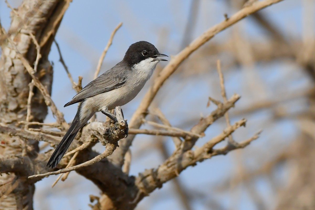 Arabian Warbler - ML610686362