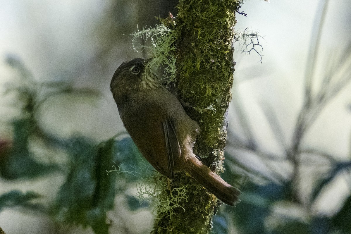 Taiwan Fulvetta - ML610686367