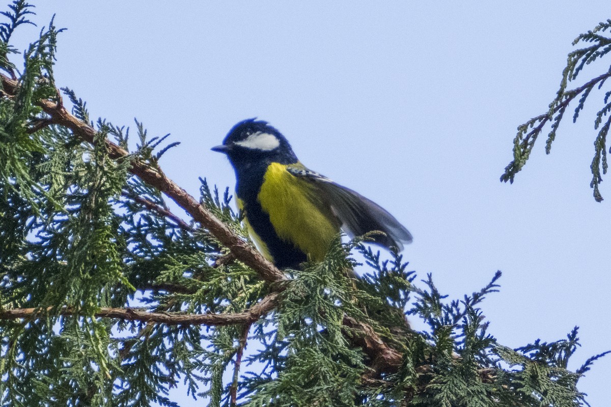 Green-backed Tit - ML610686376