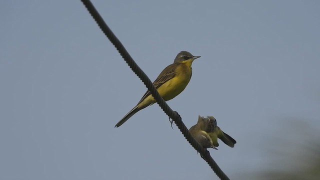 Eastern Yellow Wagtail - ML610686449