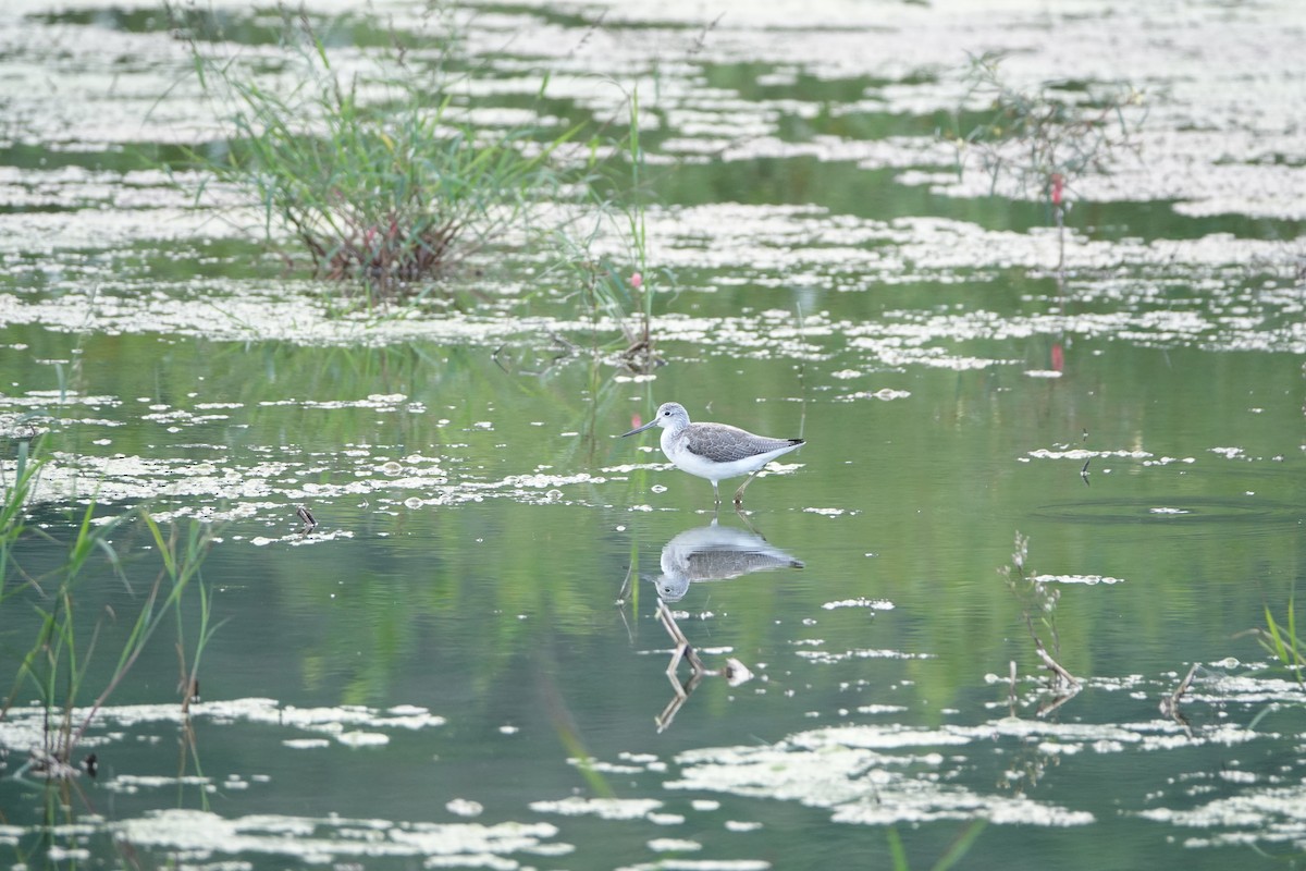 Common Greenshank - ML610686478