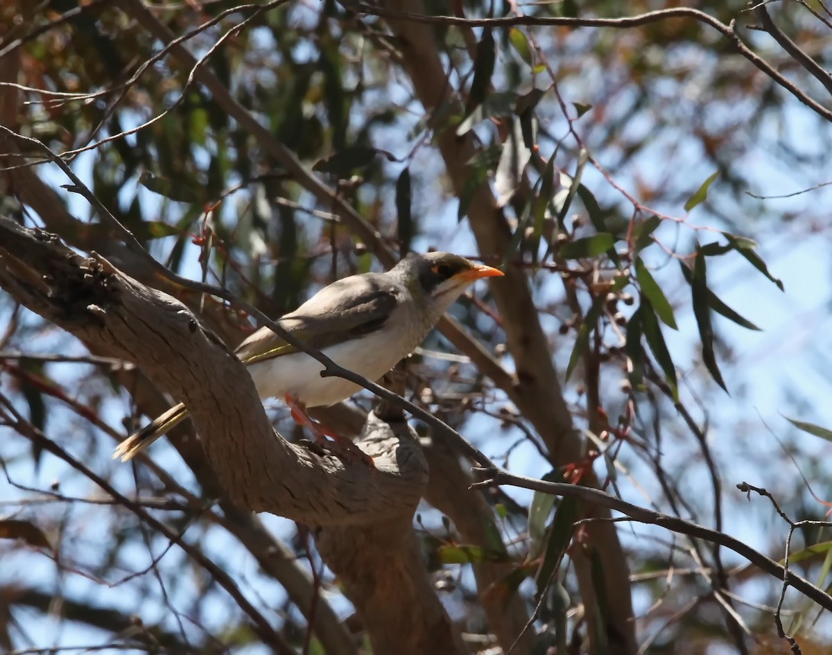 Yellow-throated Miner - ML610686492