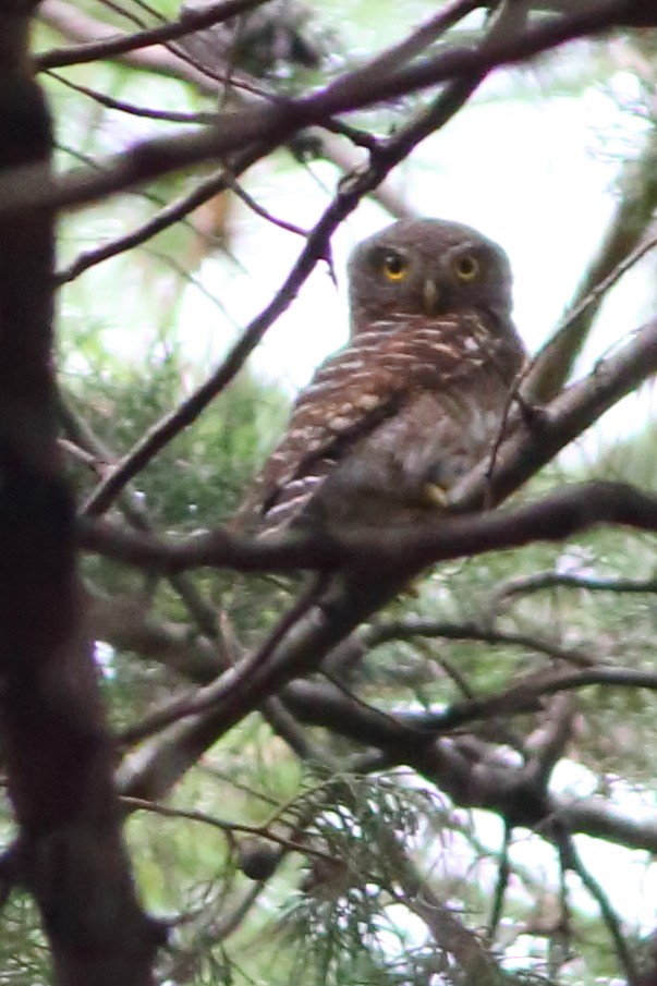 Asian Barred Owlet - ML610686557