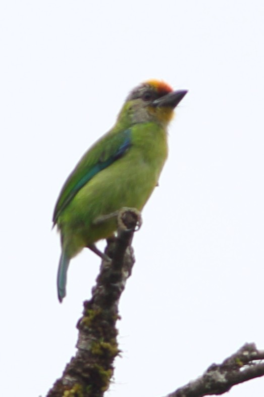 barbet žlutohrdlý - ML610686558