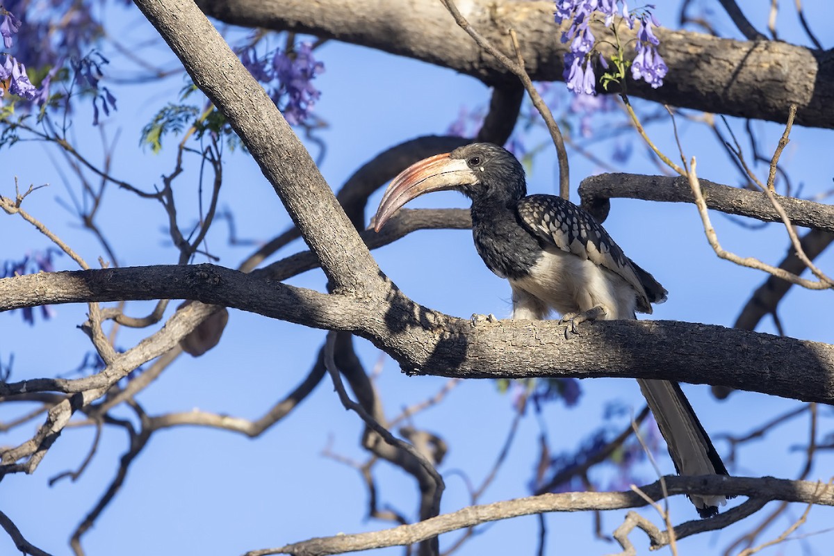 Monteiro's Hornbill - ML610686559