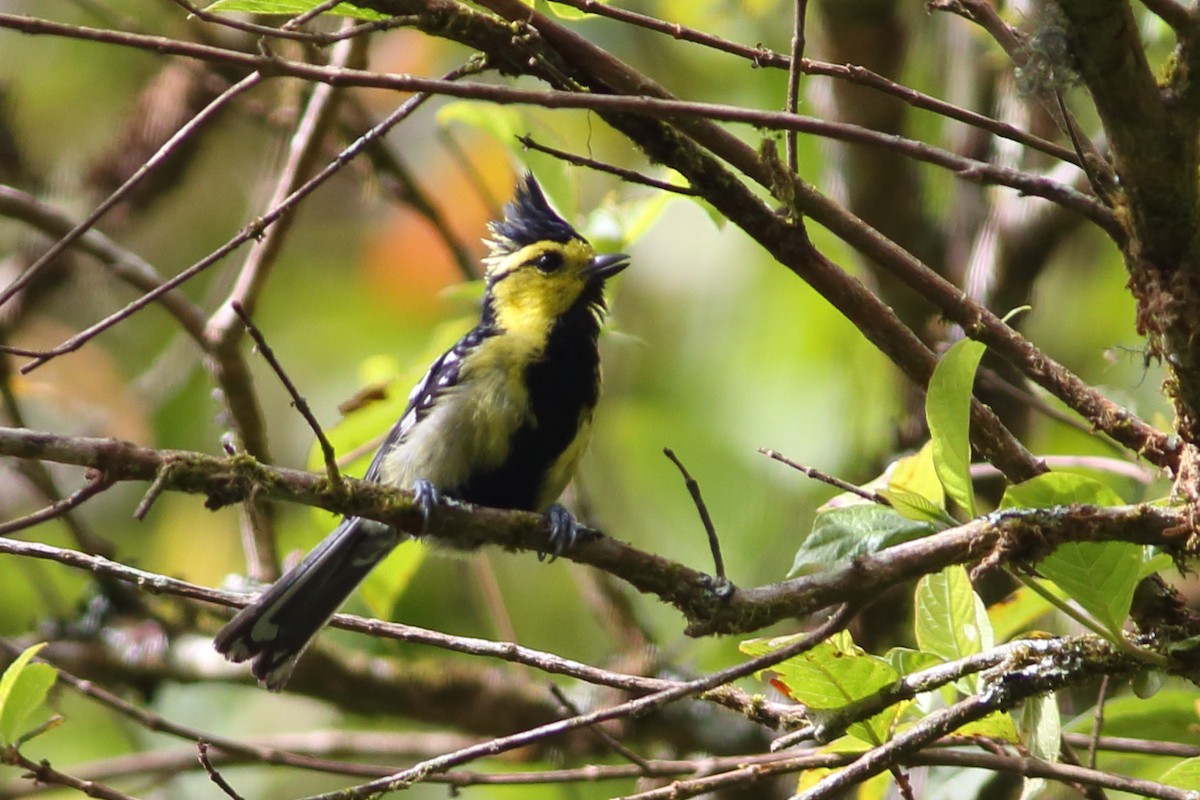 Yellow-cheeked Tit - ML610686560