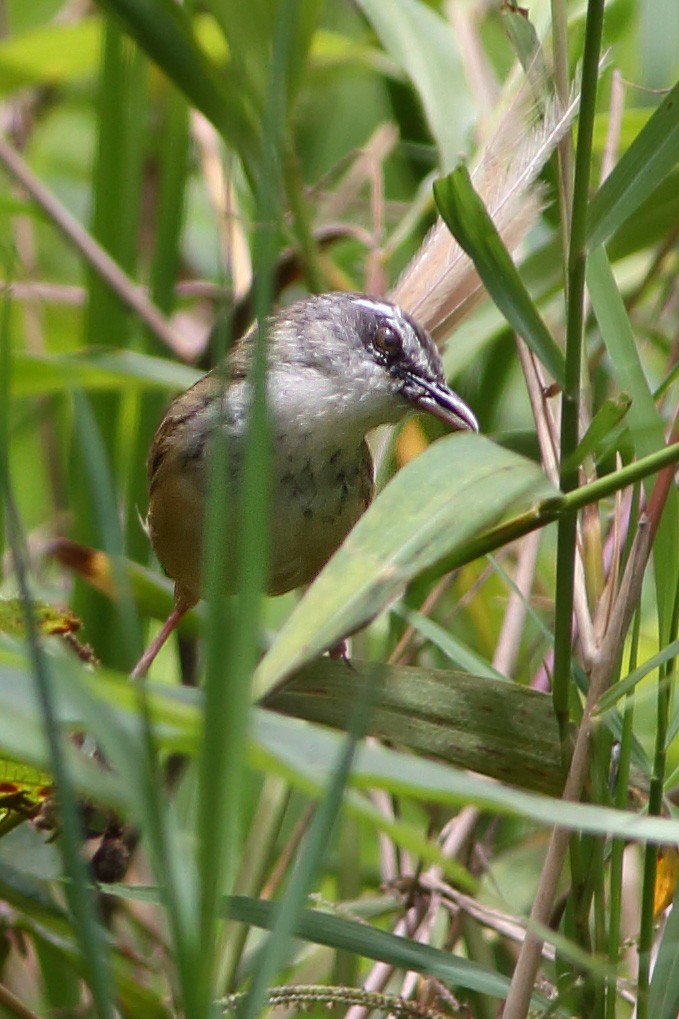 Hill Prinia - ML610686561