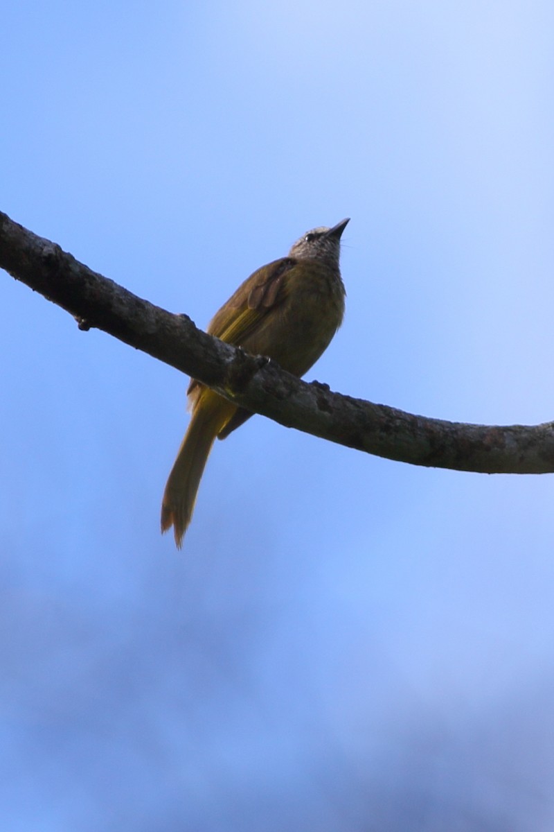 Bulbul flavescent - ML610686564