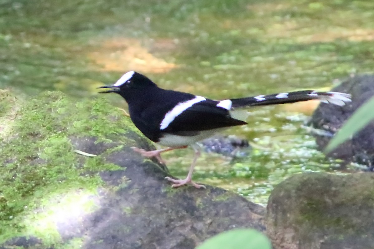 White-crowned Forktail - ML610686570