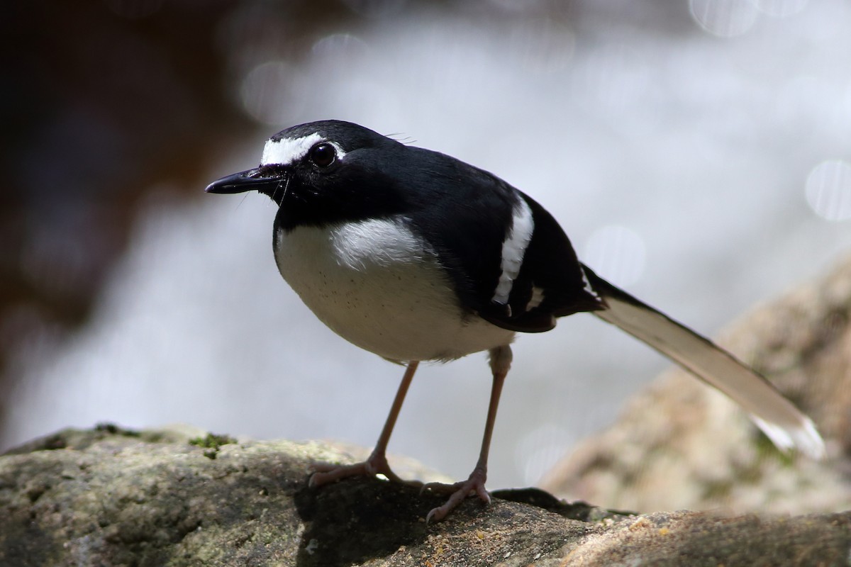 Slaty-backed Forktail - ML610686572