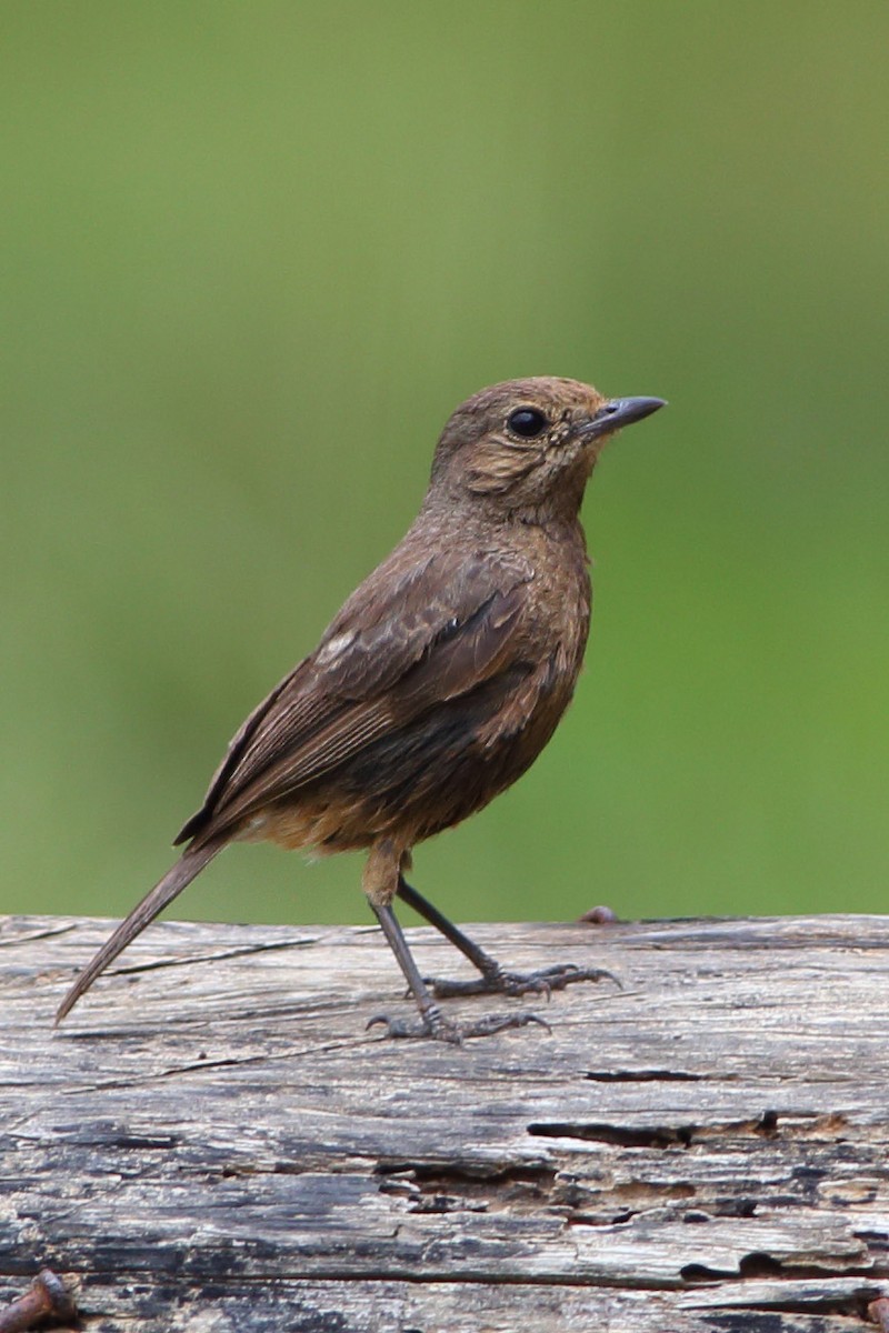 Pied Bushchat - ML610686580