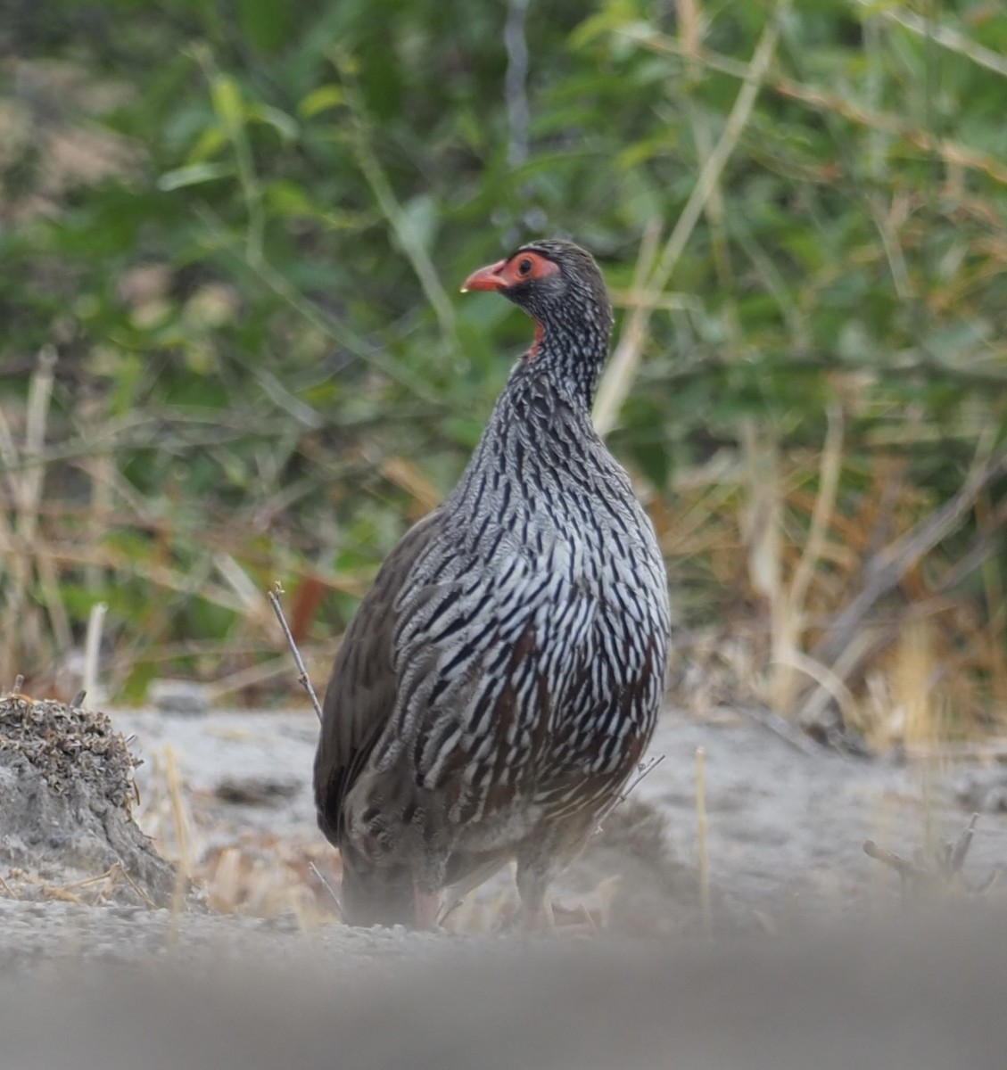 Red-necked Spurfowl - ML610686605
