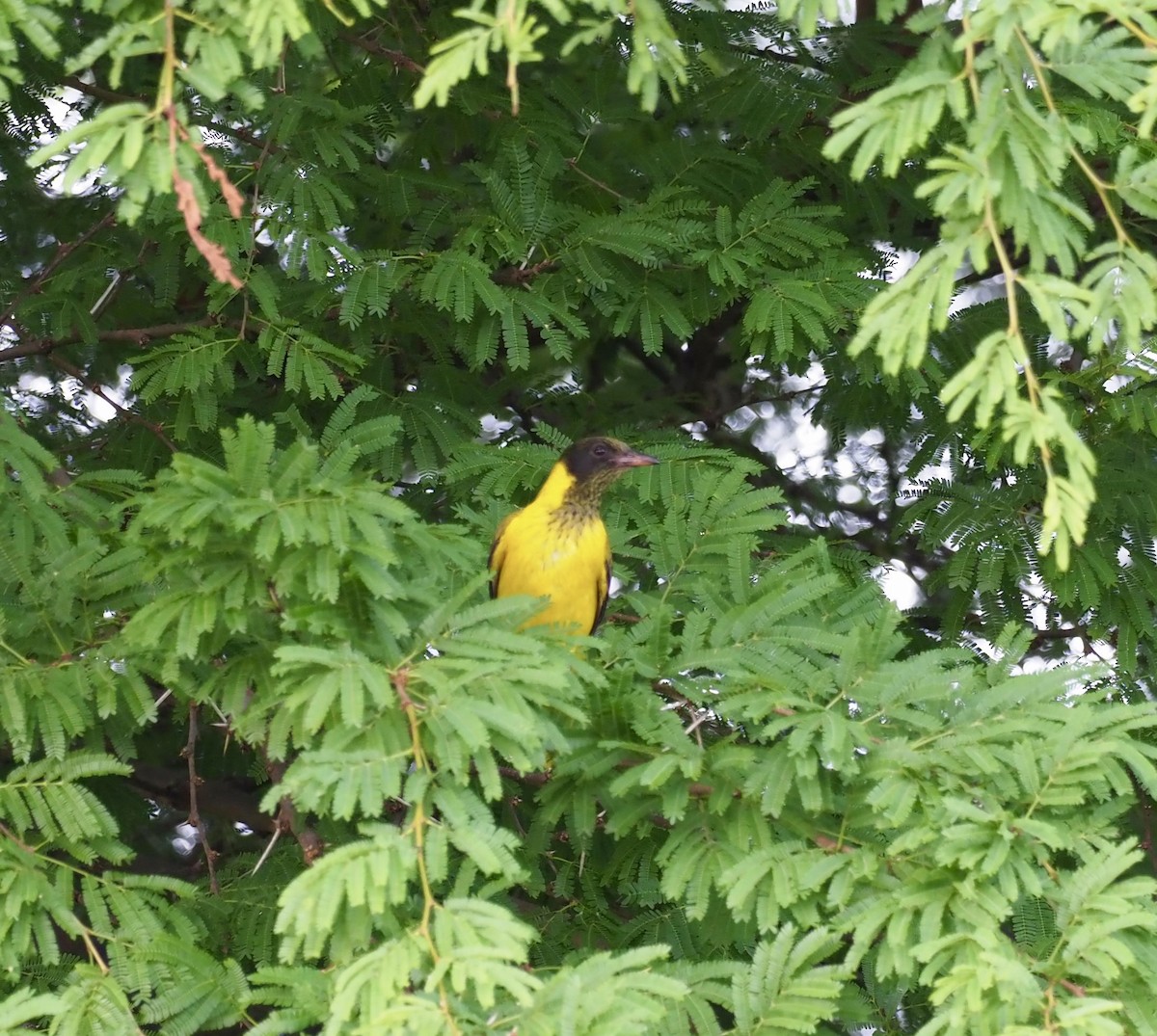 African Black-headed Oriole - ML610686614