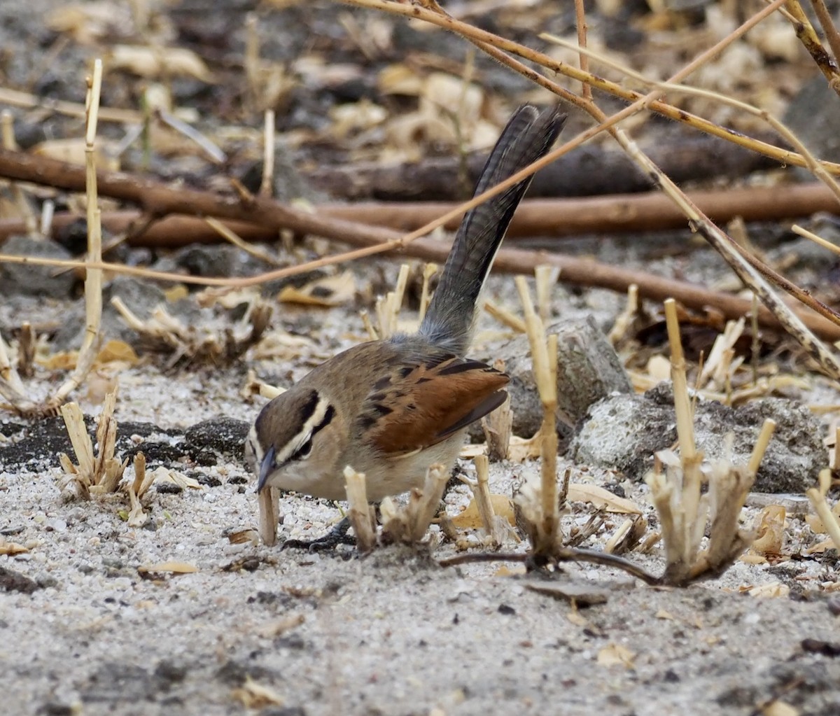 Brown-crowned Tchagra - ML610686619