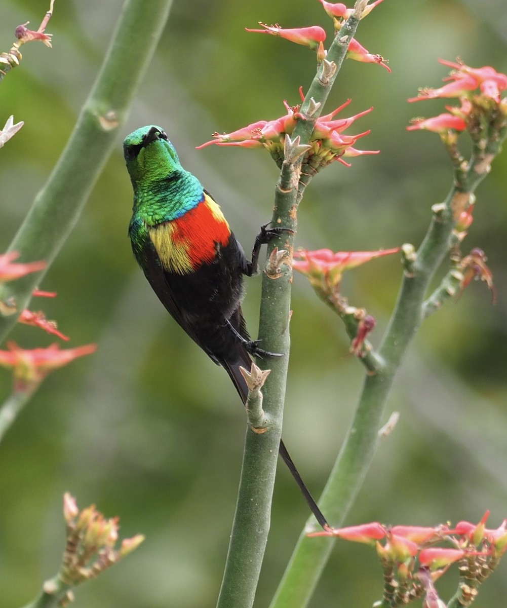 Beautiful Sunbird - ML610686625