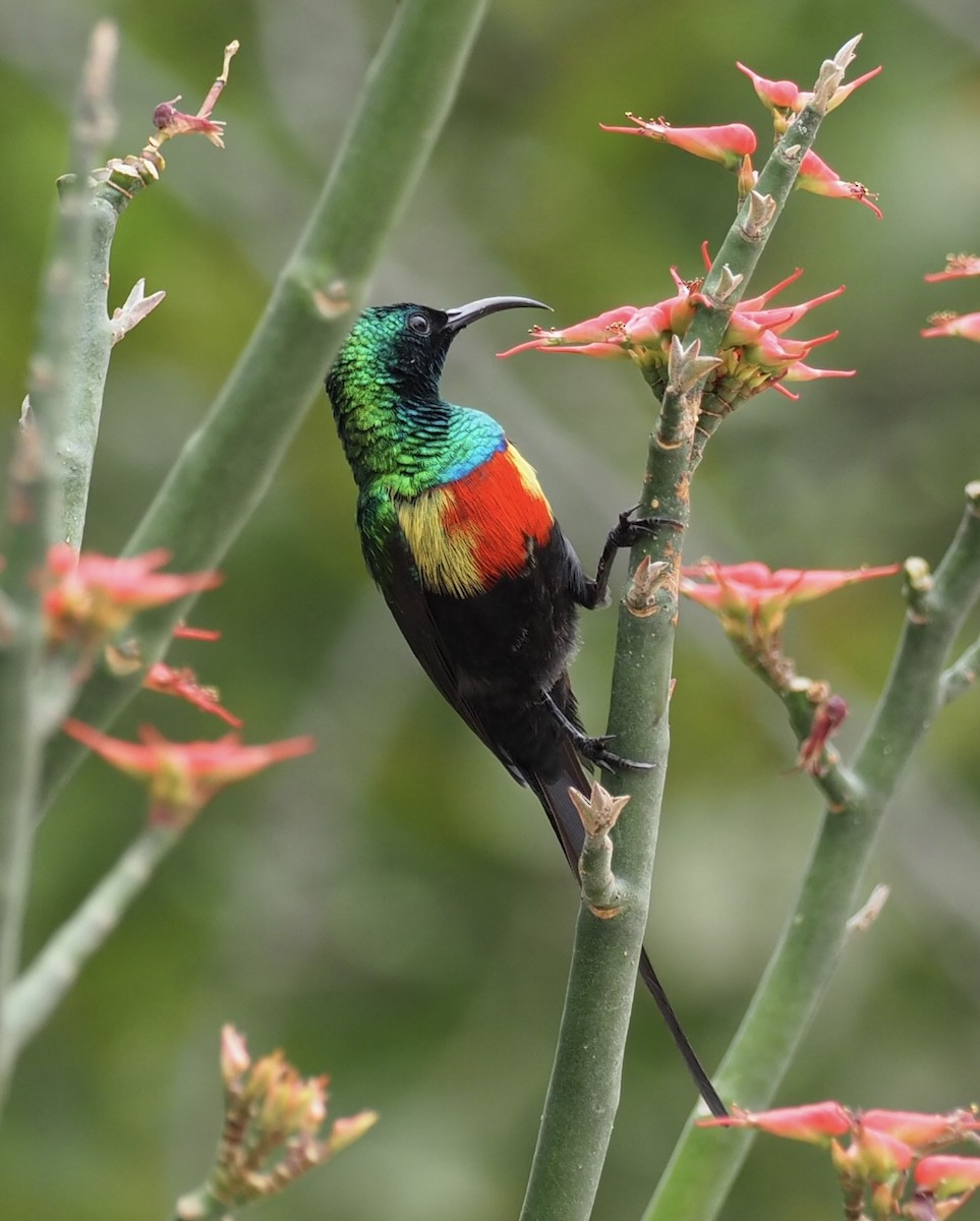 Beautiful Sunbird - ML610686626