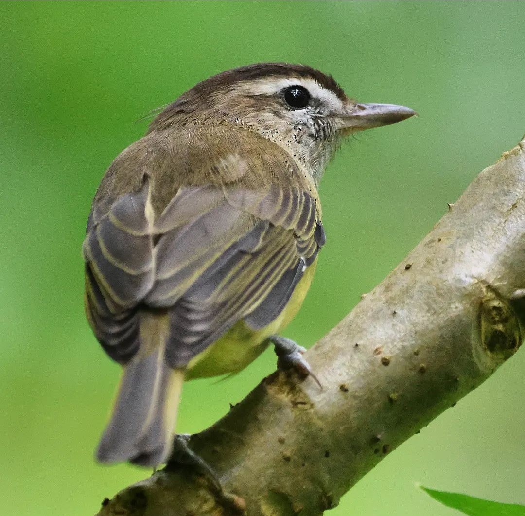 Brown-capped Vireo - Jorge Alcalá