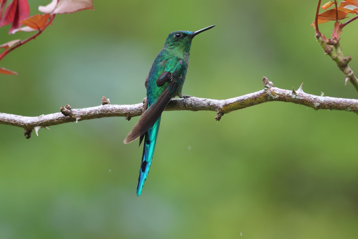 Long-tailed Sylph - ML610686647