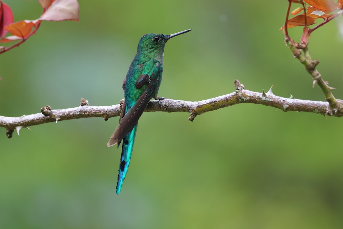 Long-tailed Sylph - ML610686648