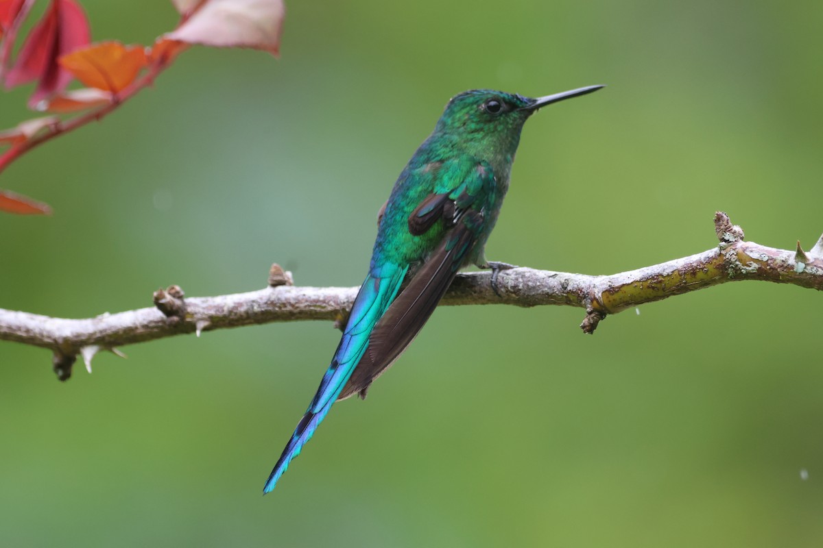 Long-tailed Sylph - ML610686649